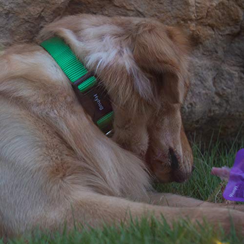 Green Puppy Collar (Small / Lime Green)
