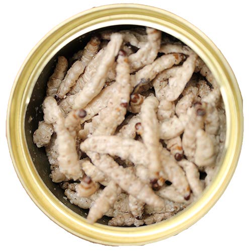 Canned Caterpillars