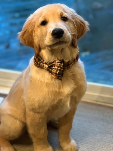 Halloween Dog Collar with Bowtie (A:O&B Grid / Large (Pack of 1))