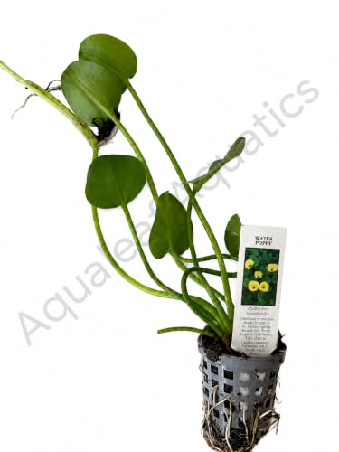 Floating Plants for Water Gardens and Ponds
