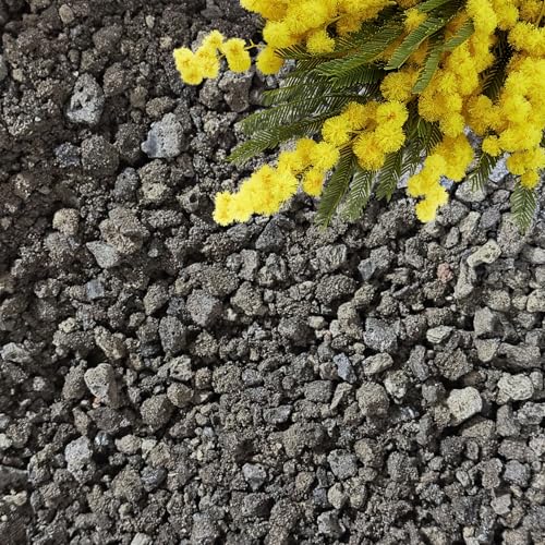 Lava Rocks for Plants (Black Lava Rocks / 1 qt)