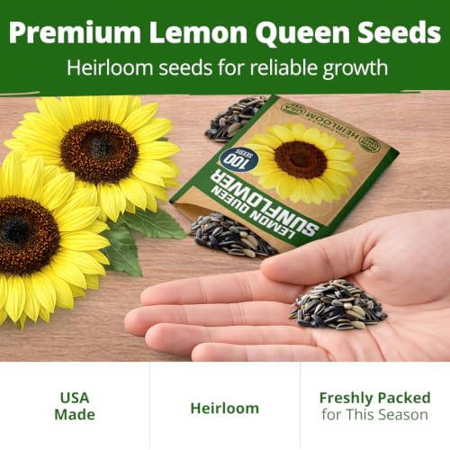 Lemon Queen Sunflower Seeds