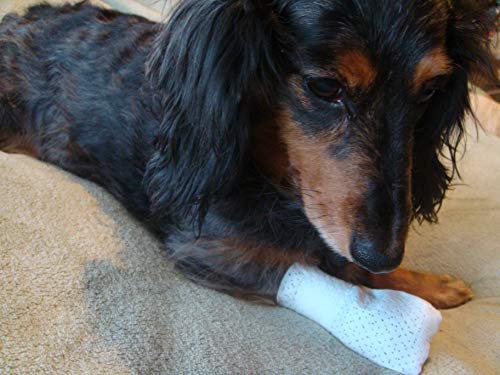 Medimitt Paw Bandages for Dogs (X-Large 12 Pack)