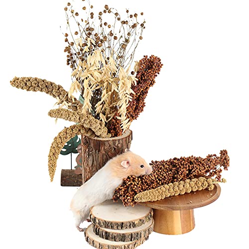 Natural Ear of Grain Flower&Herb Bedding Mate Habitat Decor (Grain)