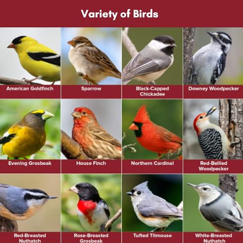 Nature's Choice Wild Bird Seed (8 Pound (Pack of 1))