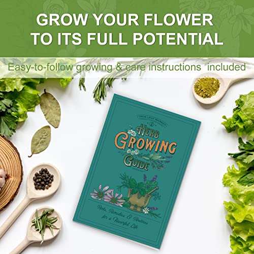 5 Herb Seeds Garden Starter Kit with Complete Planting Kit & Wooden Flower Box