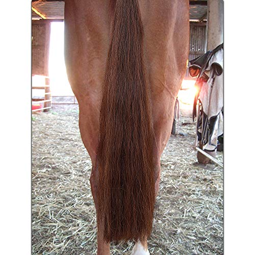 Horse Tail Extensions with Braided Horsehair Loop (1 LB (34"-36") / Med Sorrel)
