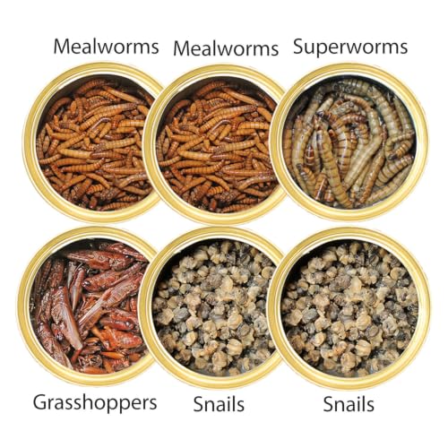Canned Insect Assortment 6 Pack