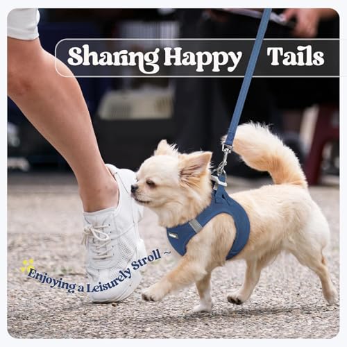Dog Harness Small Sized and Leash Set (Navy Blue / Xxxs (chest: 10.8 - 11.8"))