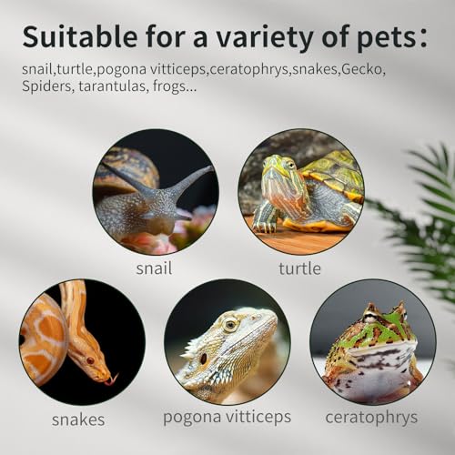 Reptile Glass Tank 16"x11"x9" Terrarium with Top Opening and Screen Ventilation for Leopard Gecko (16*11*9inch)