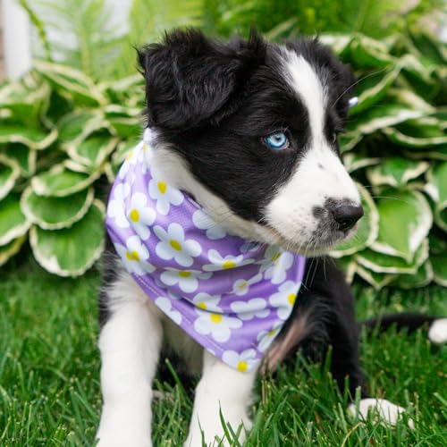 Dog Bandana with Lightweight Quick Drying Poly (Daisy)