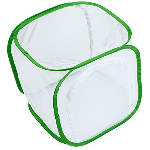 Insect and Butterfly Habitat Cage Terrarium Pop (White With Green / 12 x 12 x 12 inches)