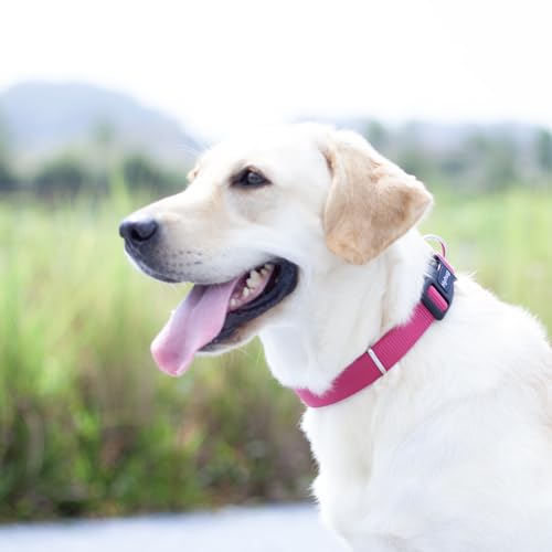 Pink Puppy Collar (Small / Rose Red)