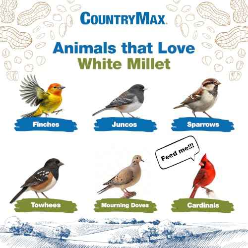 20LB White Proso Millet Bird Seed for Wild Birds & Finches (White Millet / 20 Pound (Pack of 1))