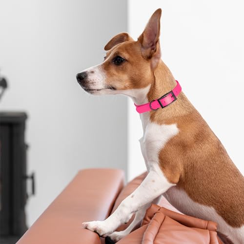 Biothane Waterproof Dog Collar Strong Coated Nylon Webbing with Black Hardware Odor