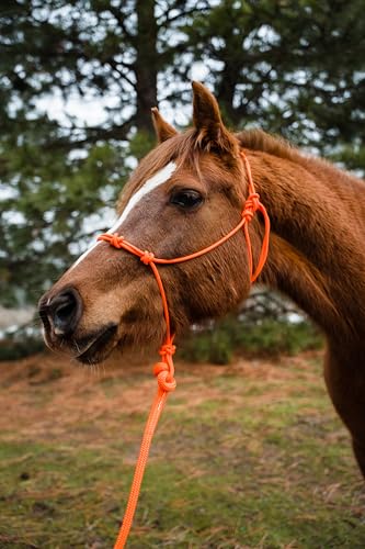 Horse Rope Training Halter (Neon Orange / Small)