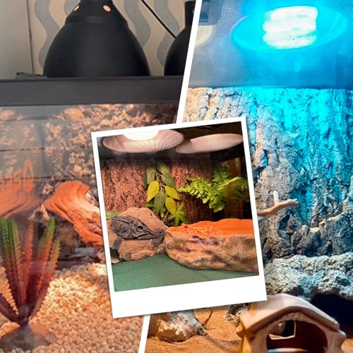 Reptile Lamp Bulb Fixture 5.5 Inch Deep Dome with Switch (Cone Dome W/ Switch / 1pcs*Dome-5.5" (Max 150W))