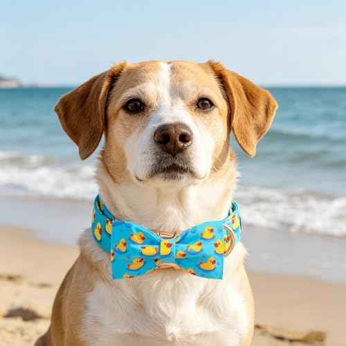 Boy Dog Collar (Duck / Large (Pack of 1))