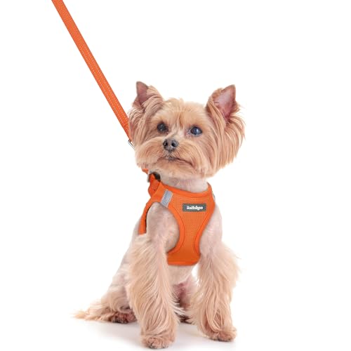 Dog Harness Small Sized and Leash Set (Orange / Xxs (chest: 12.4 - 14.2"))