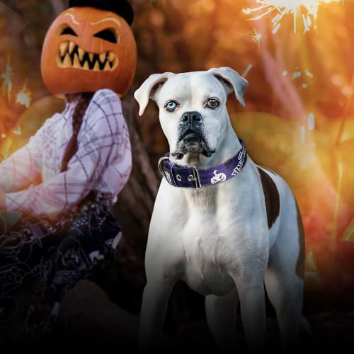 Heavy Duty Thick Dog Collar with Metal Buckle for Medium Dogs (M – Fits Neck 15.8"-18.9" / Halloween Purple)