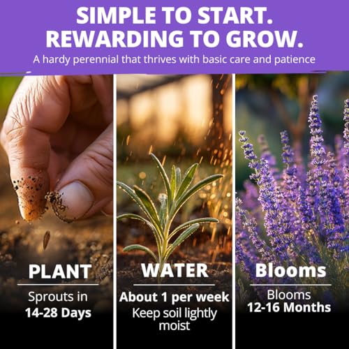 English Lavender Seeds