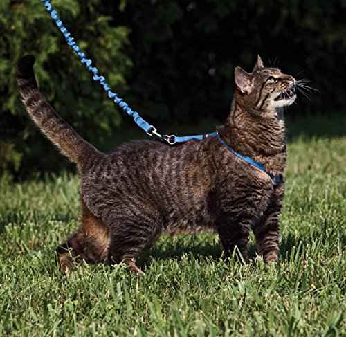 Come with Me Kitty Harness and Bungee Cat Leash (Medium (Pack of 1) / Royal Blue)
