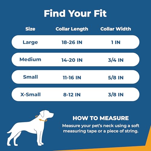 Reflective Dog Collar with Personalized Nameplate (Reflective / Small (Pack of 1))