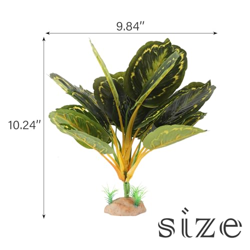 Reptile Plants (Calathea Makoyana B)