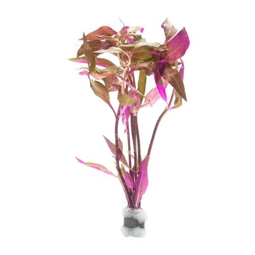 Live Aquarium Red Stem Plants (Lead Bunch - 1 Pack / Alternanthera Reineckii Rosaefolia)
