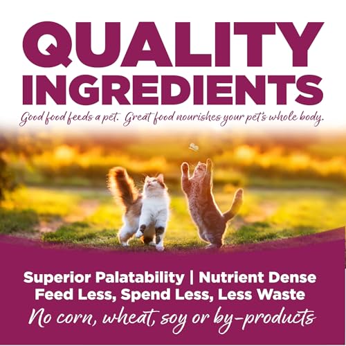 Cat & Kitten Dry Food (4 Pound (Pack of 1))
