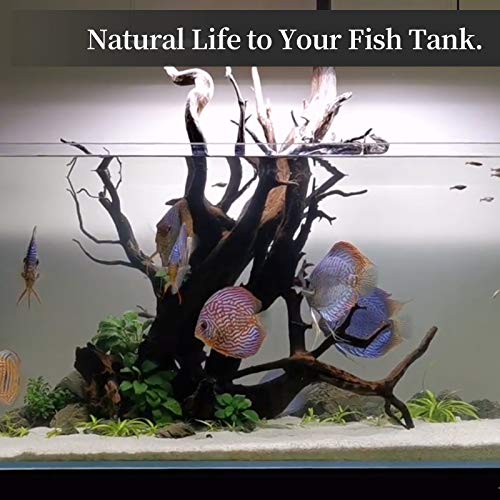 Natural Driftwood for Aquarium Decor Fish Tank Decor Reptile Decor (Mopani Driftwood 6 to 10 Inch (Pack of 3))
