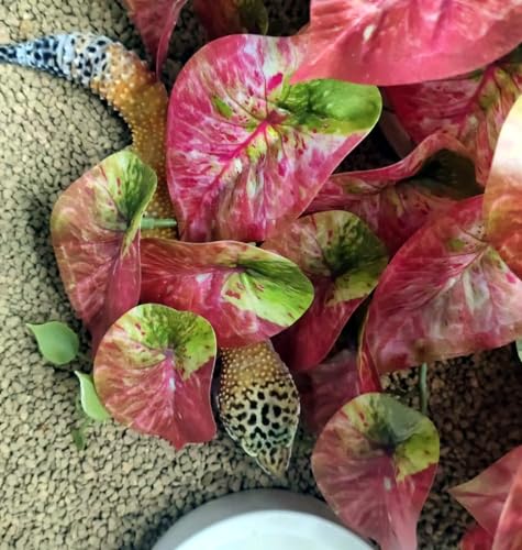 Fake Reptile Plants for Terrarium (Red Arrowhead)