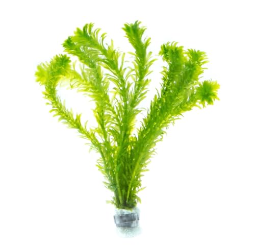 Live Plant Anacharis (Lead Bunch - 1 Pack / Egeria Densa)