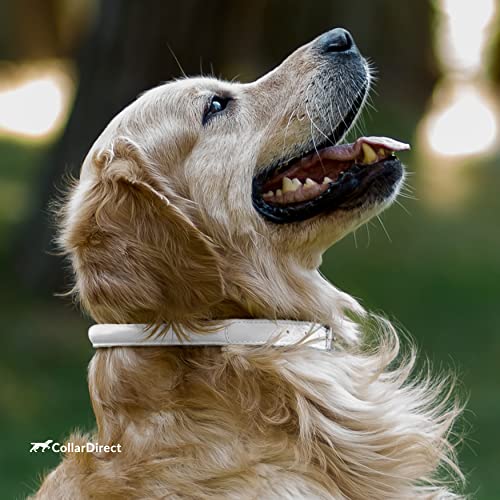 Tangle Free Rolled Leather Dog Collar (White / XS)