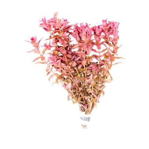 Live Aquarium Red Stem Plants (Lead Bunch - 1 Pack / Rotala Rotundifolia Red)
