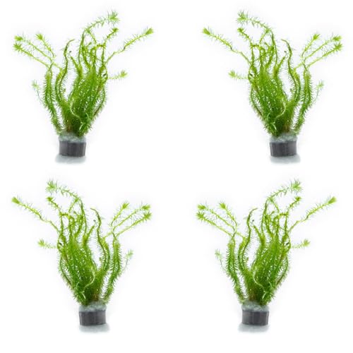 Live Aquarium Stem Plants (Lead Bunch - 4 Pack / Mayaca Fluviatilis)