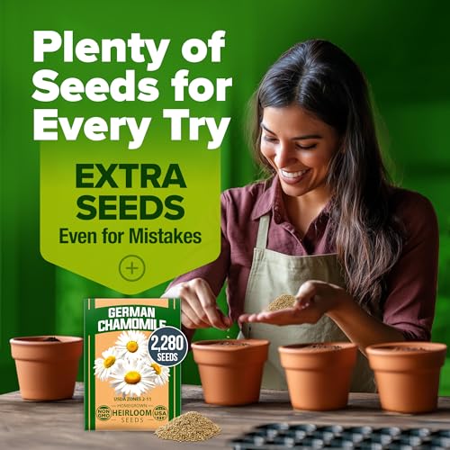 German Chamomile Seeds