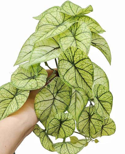 Reptile Plants for Terrarium (Green Arrowhead)