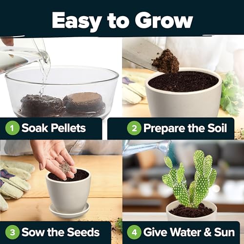 Succulent & Cactus Seed Starter Kit