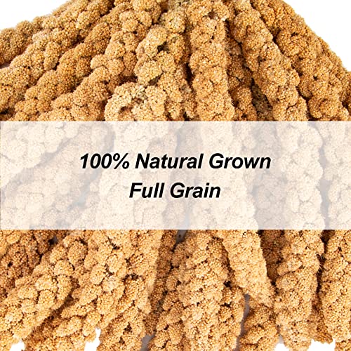 5.5LB Spray Millet for Parakeets