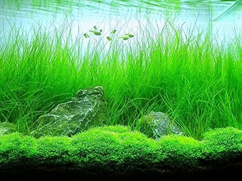 Aquarium Plants Discounts Potted Tall Hairgrass by AquaLeaf Aquatics (Potted Tall Hairgrass)