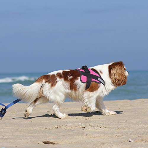 Dog Harness No (Small (Pack of 1) / Rose red)