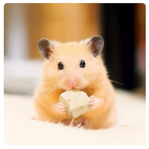 Freeze Dried Tofu for Hamsters Natural Treats Enrichment Snacks