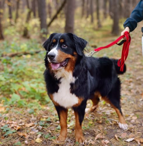 4FT 1IN Heavy Duty Dog Leash for Large Dogs with 2 Padded Handles (Red / 1 in x 4 ft)