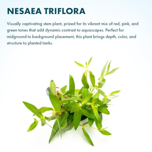 Live Plants Nesaea Triflora (Lead Bunch - 4 Pack / Nesaea Triflora)