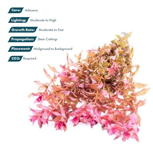 Live Aquarium Red Stem Plants (Lead Bunch - 1 Pack / Rotala Rotundifolia Red)