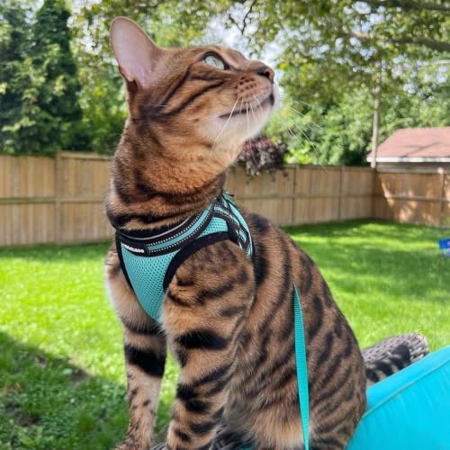 Cat Harness and Leash Set (XL / Green)