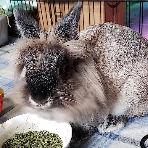 Adult Rabbit Food Timothy Hay Free (4.5 Pound (Pack of 1))
