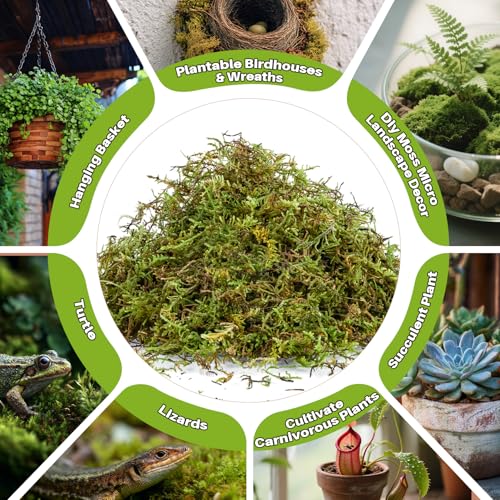 Sphagnum Moss for Reptiles (5.5 Ounces / Green)