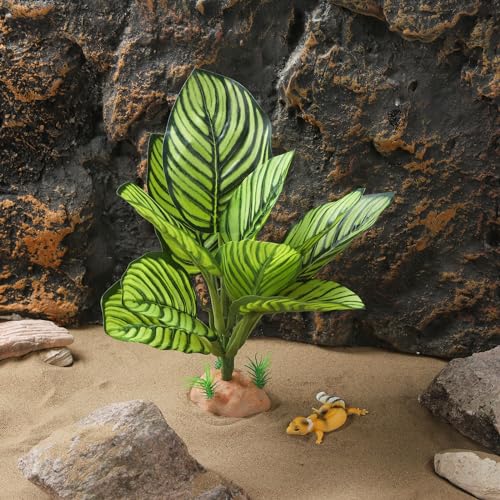 Reptile Terrarium Plants (Calathea Makoyana A)